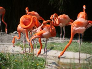 https://pixabay.com/en/nature-flamingo-red-flamingo-3342024/
